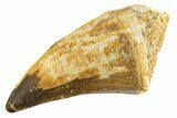 Fossil Mosasaur (Thalassotitan) Tooth - Morocco #332961-1